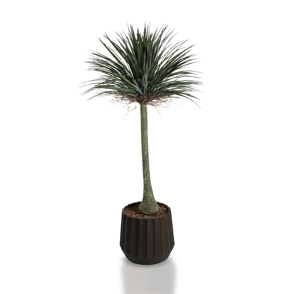 180 CM YUCCA