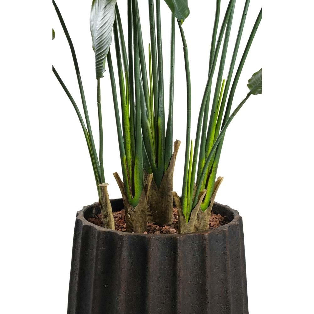 180 CM STARLICE NICOLAI
