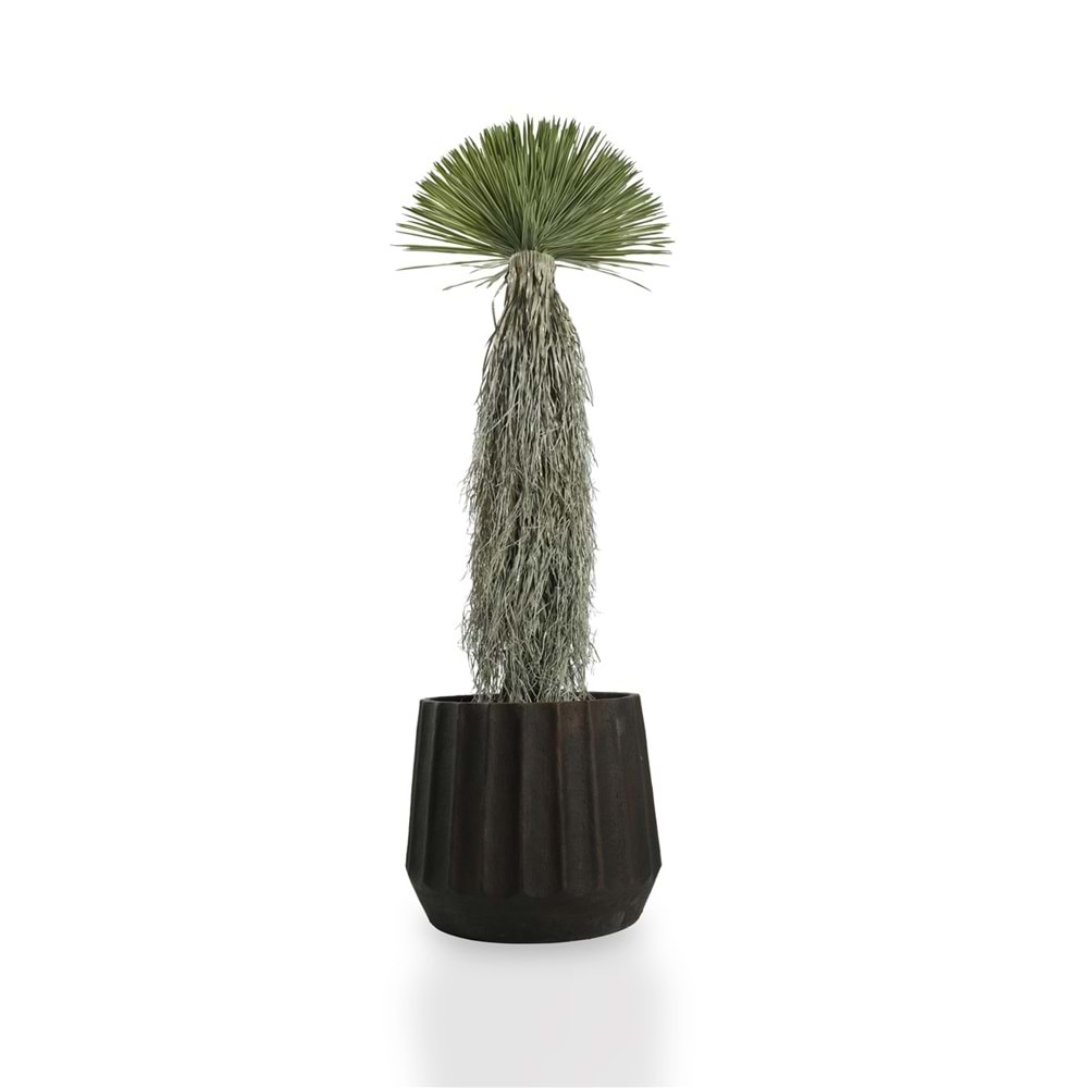 150 CM DRACAENA BALL TREE