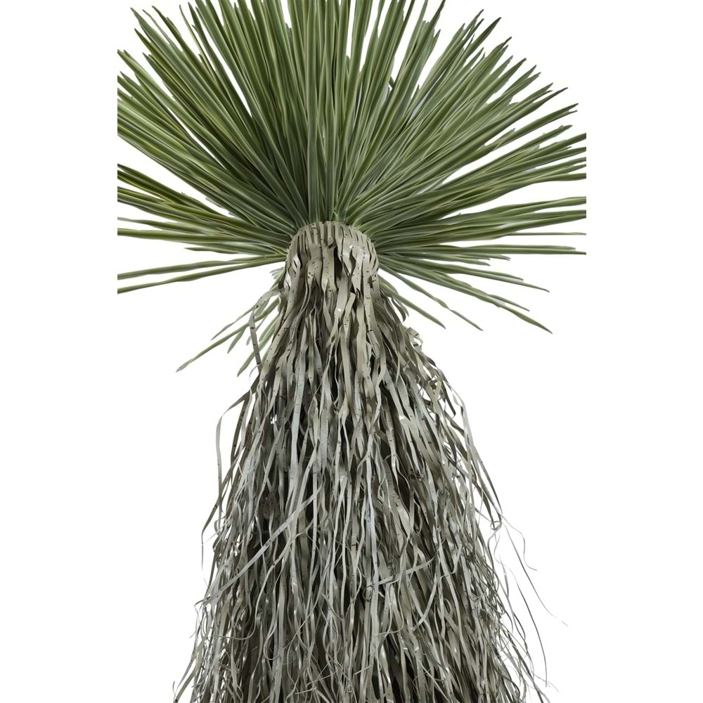 150 CM DRACAENA BALL TREE