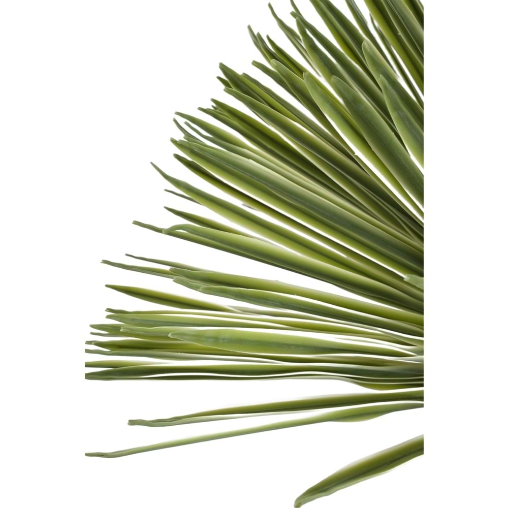 150 CM DRACAENA BALL TREE