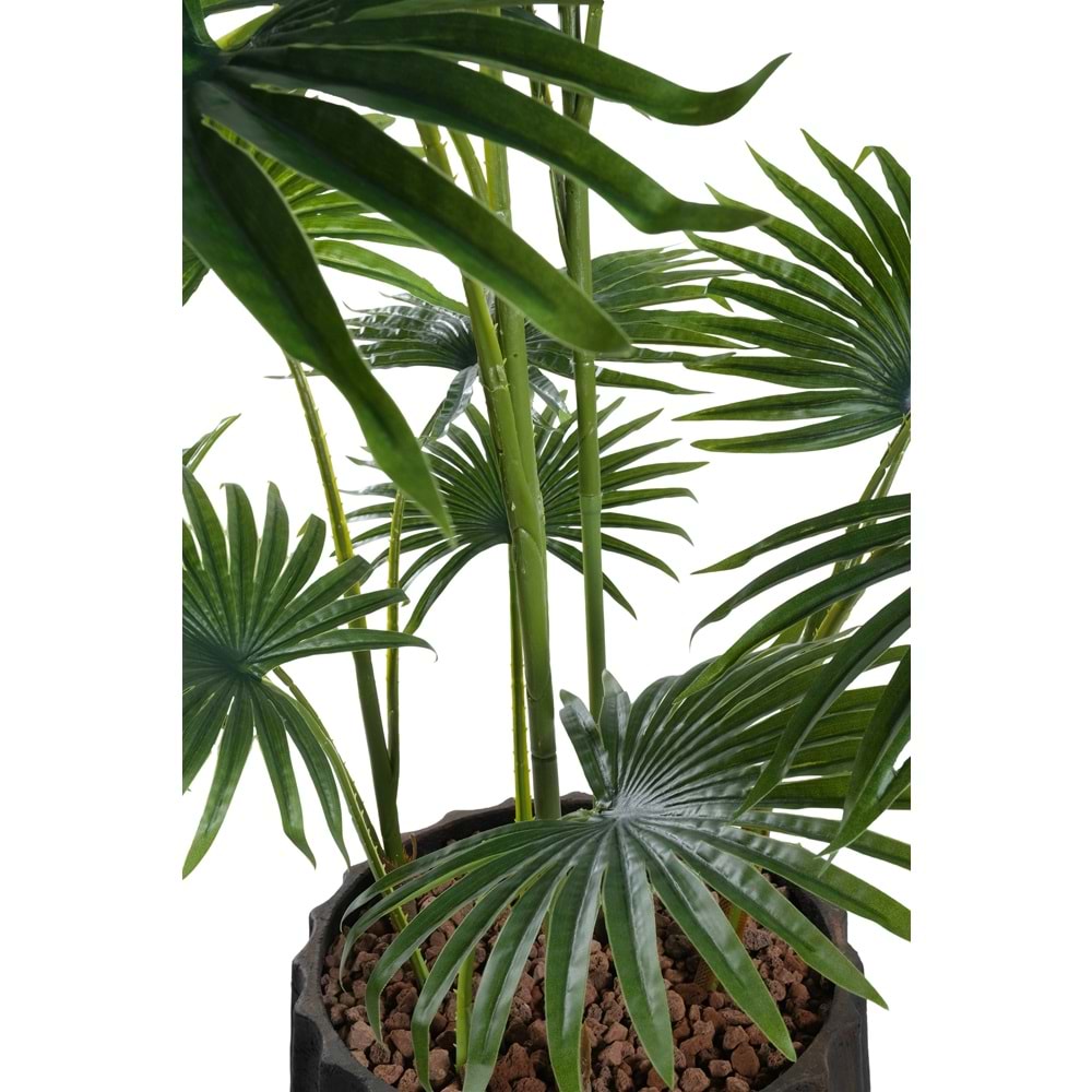 120 CM FAN PALM