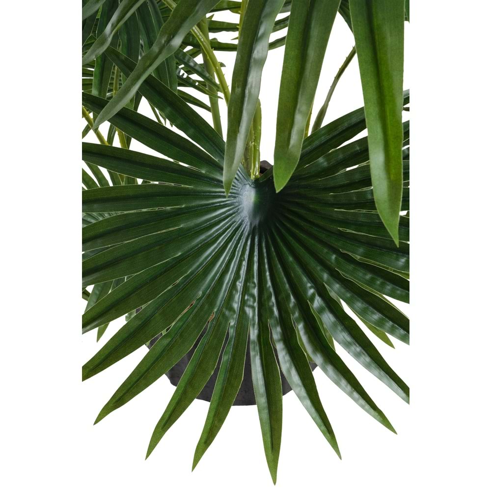 120 CM FAN PALM