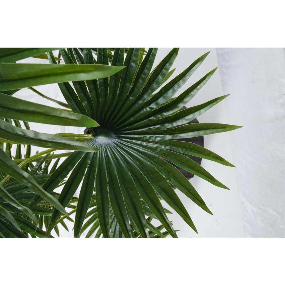 120 CM FAN PALM