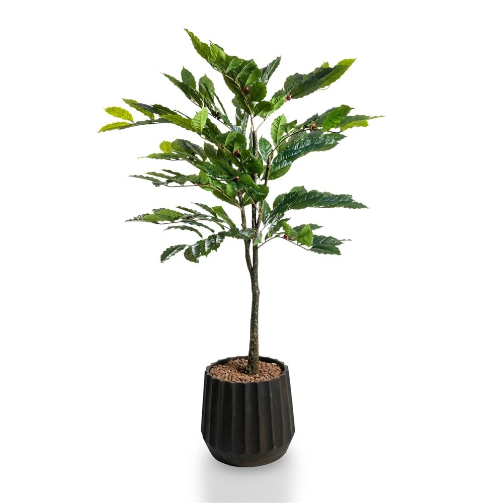 150 CM KAHVE AĞACI