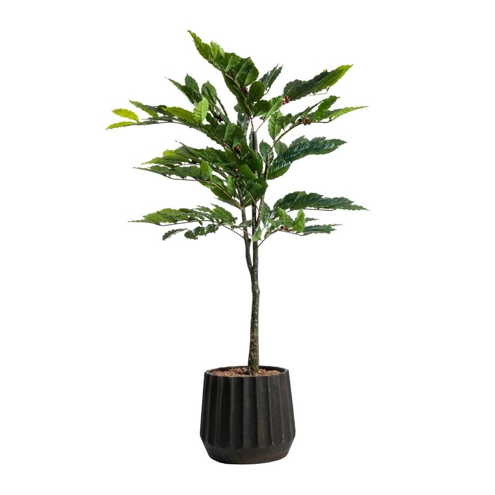 150 CM KAHVE AĞACI