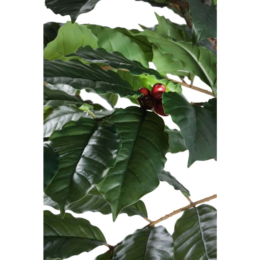150 CM KAHVE AĞACI