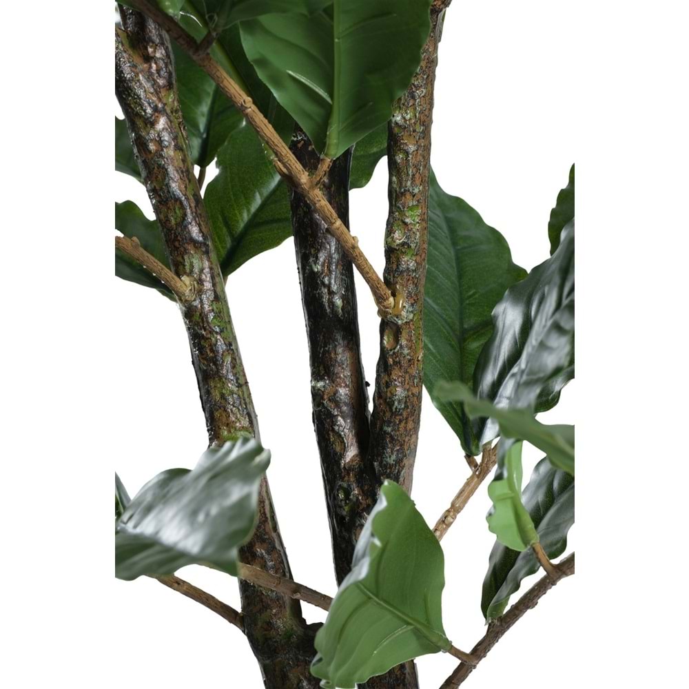 150 CM KAHVE AĞACI