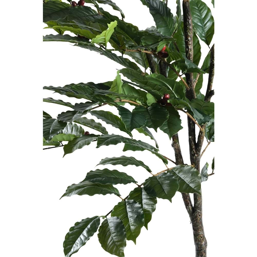 150 CM KAHVE AĞACI