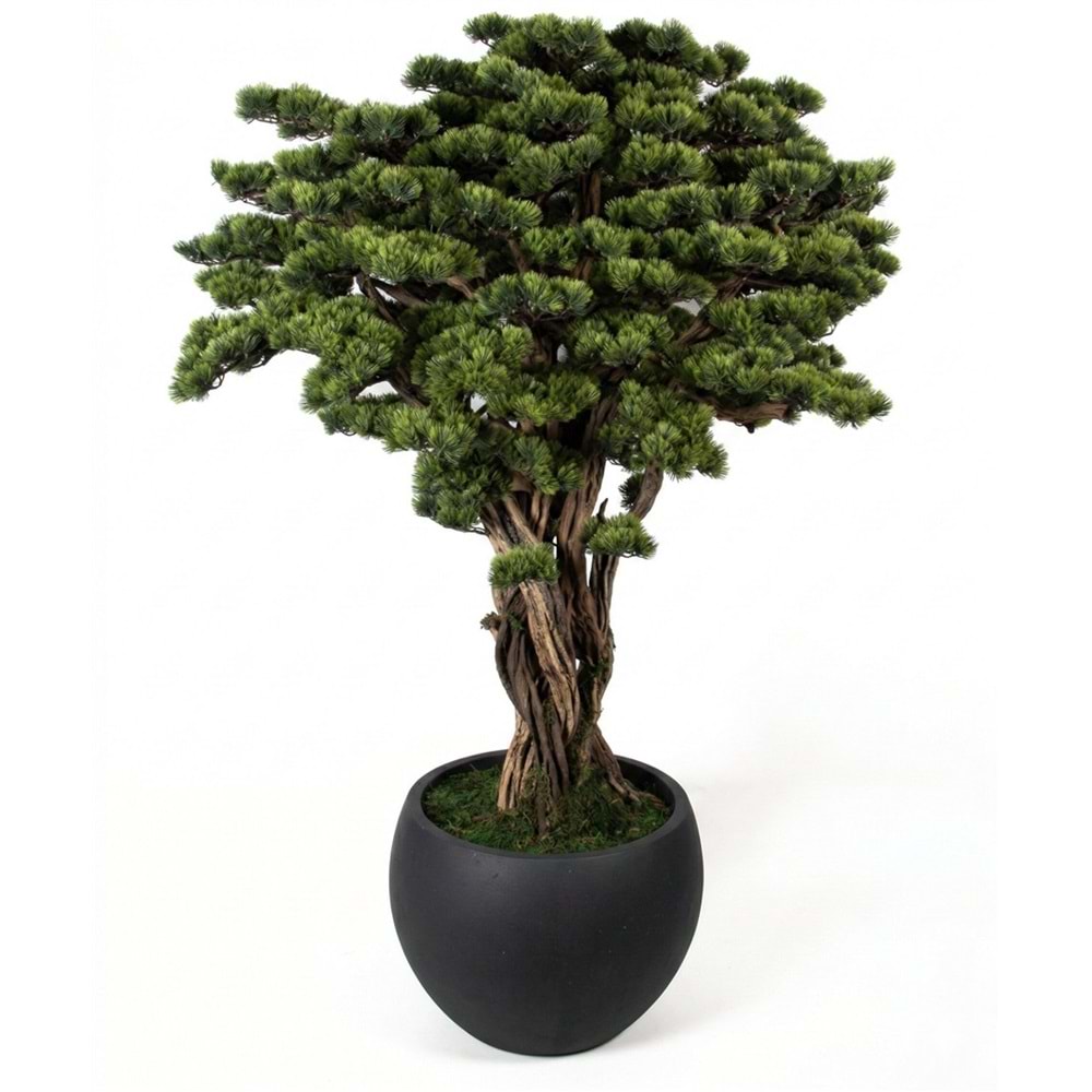 SAKSILI BONSAI
