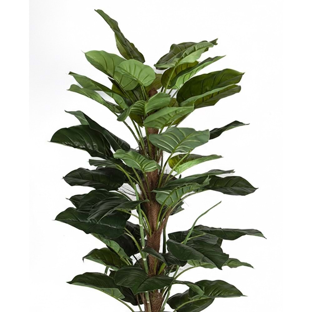 160 CM POTHOS