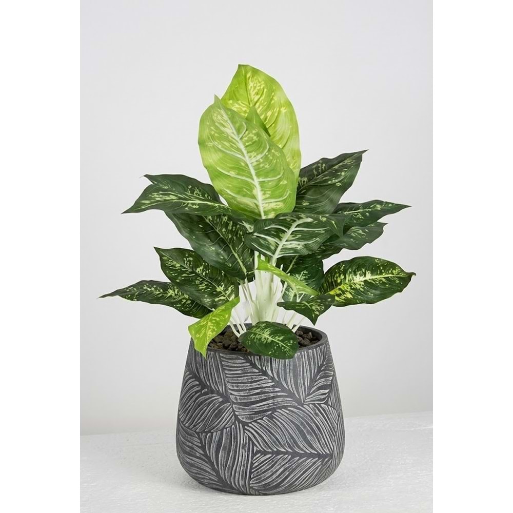 50 CM DIFFENBAHIA