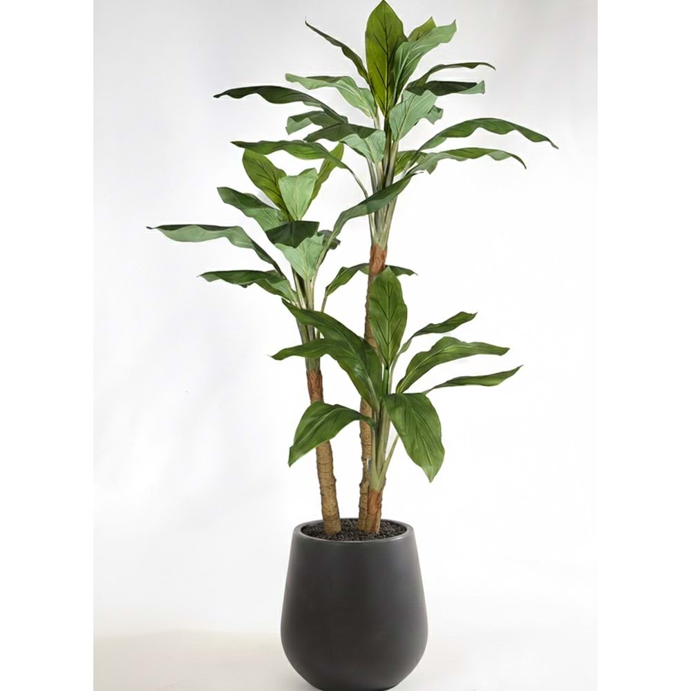 190 CM DRACENA