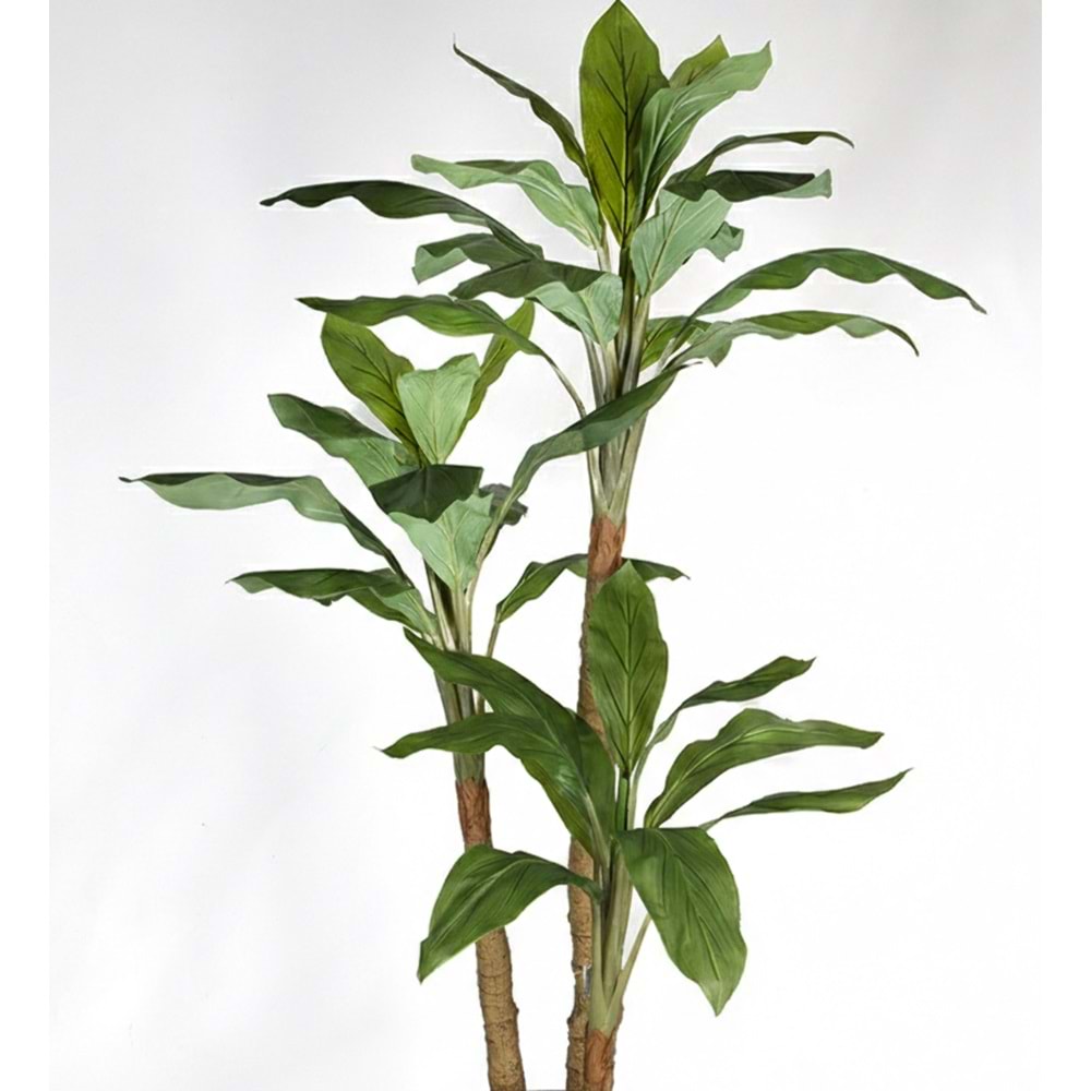 190 CM DRACENA