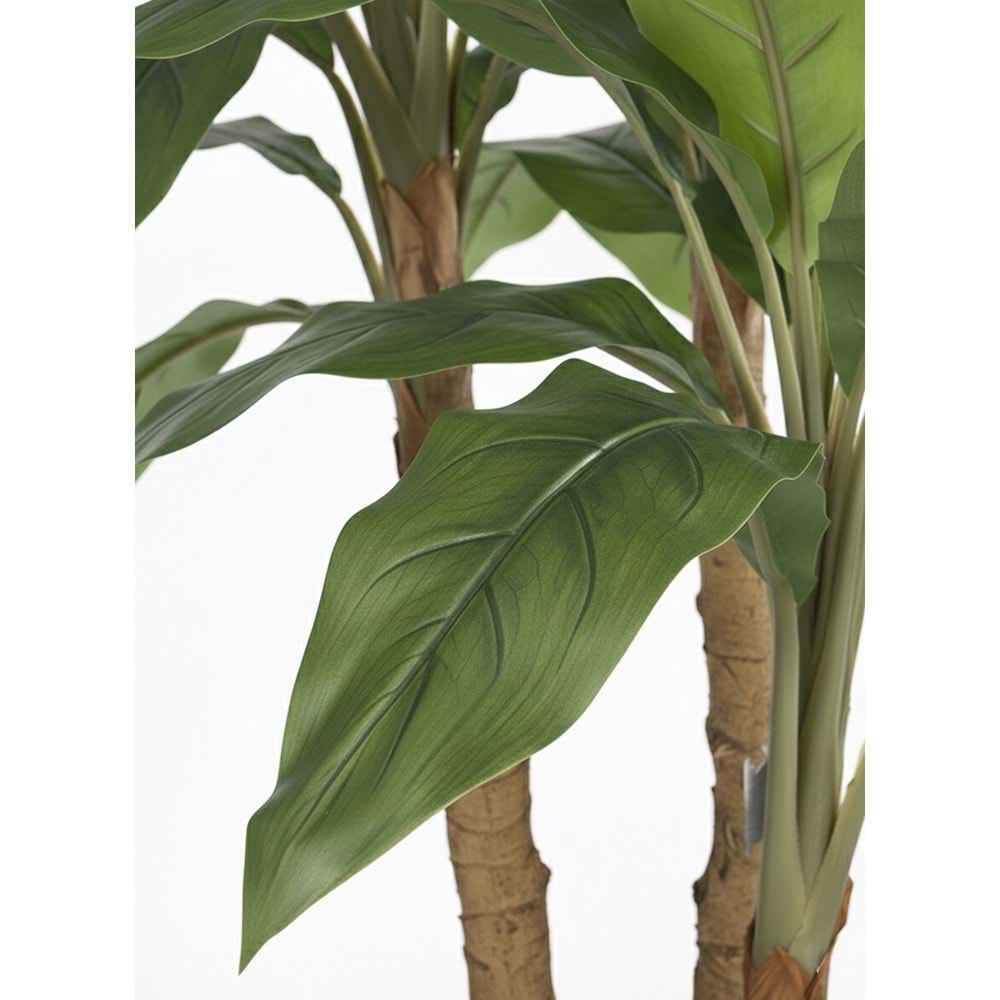 190 CM DRACENA