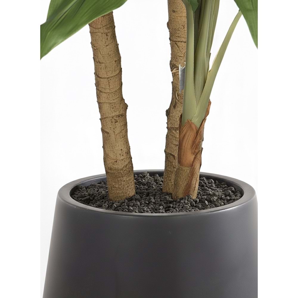 190 CM DRACENA