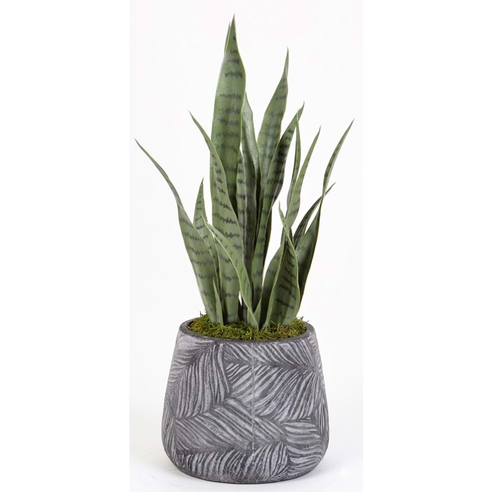 65 CM SANSEVERIA
