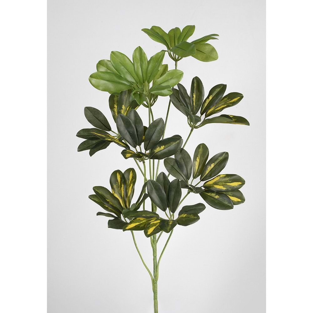 55 CM SCHFLERA