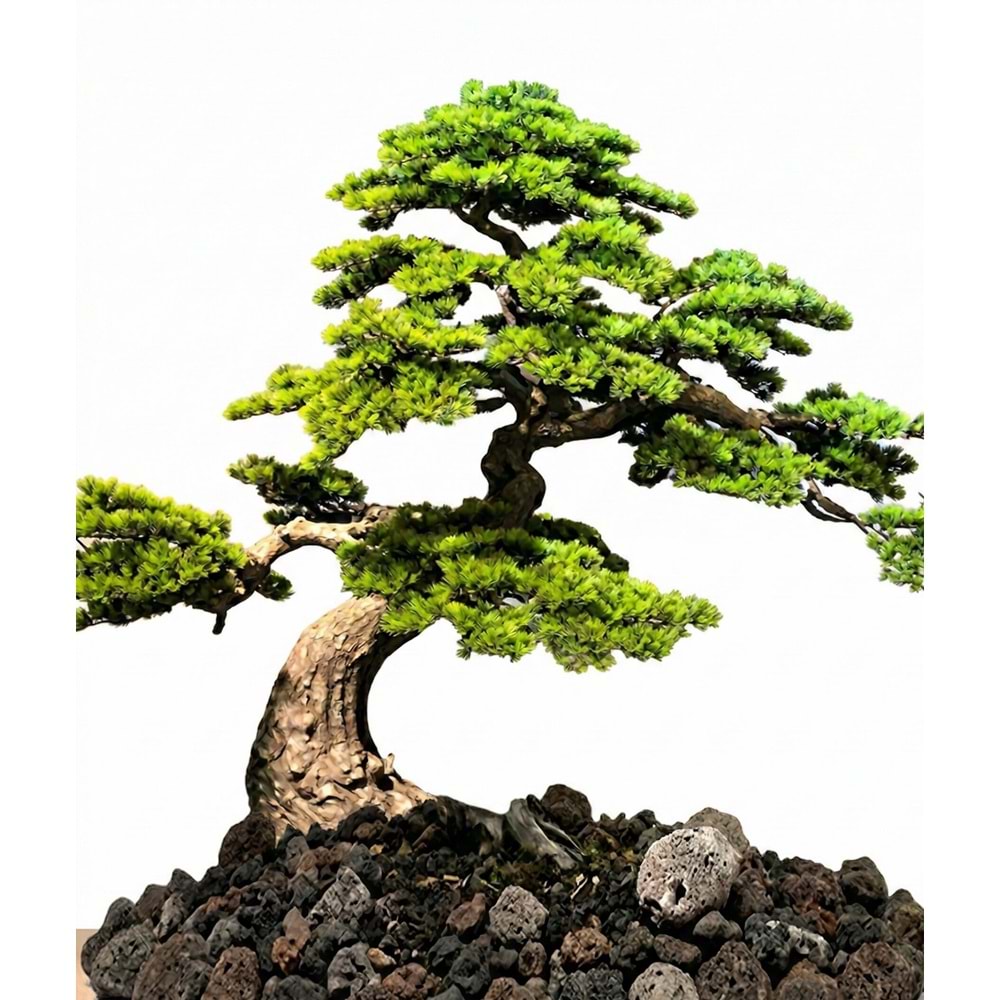 200 CM BONSAI