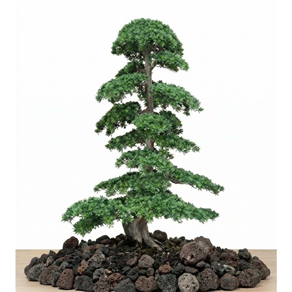 250 CM BONSAI