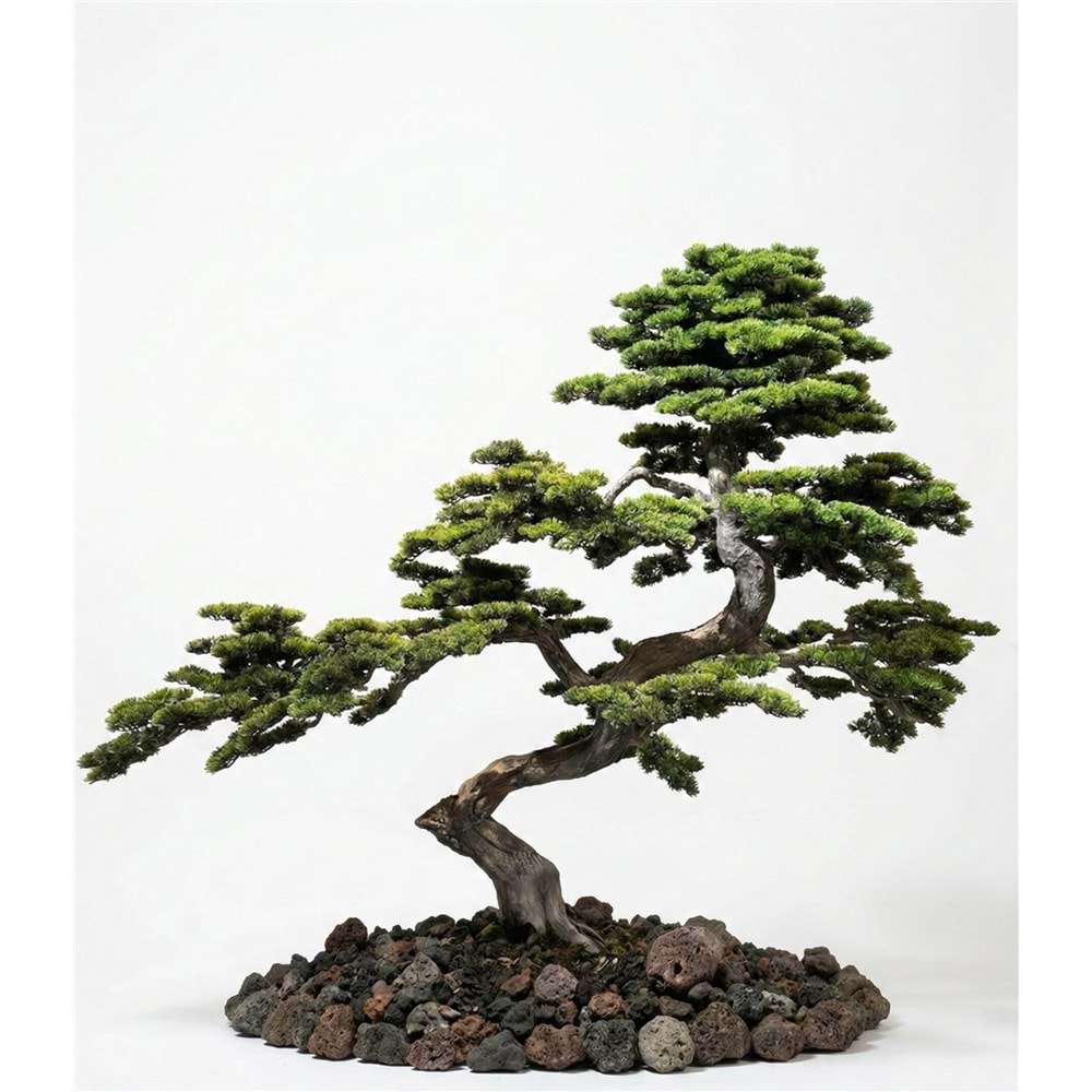 220 CM BONSAI