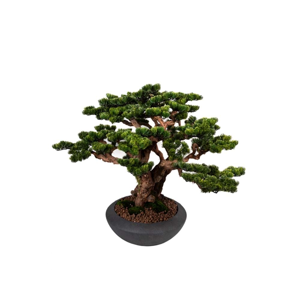 100 CM SAKSILI AĞAÇ BONSAI
