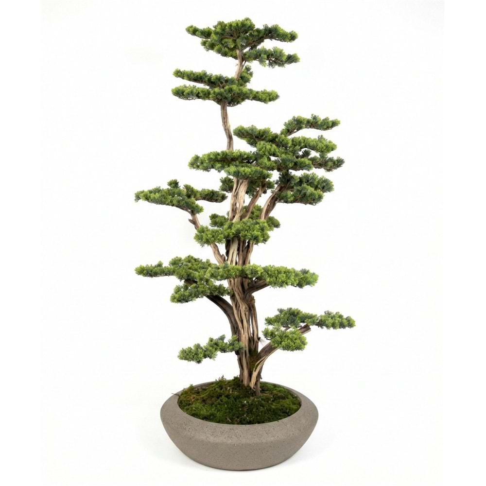 BONSAI 100*120 CM