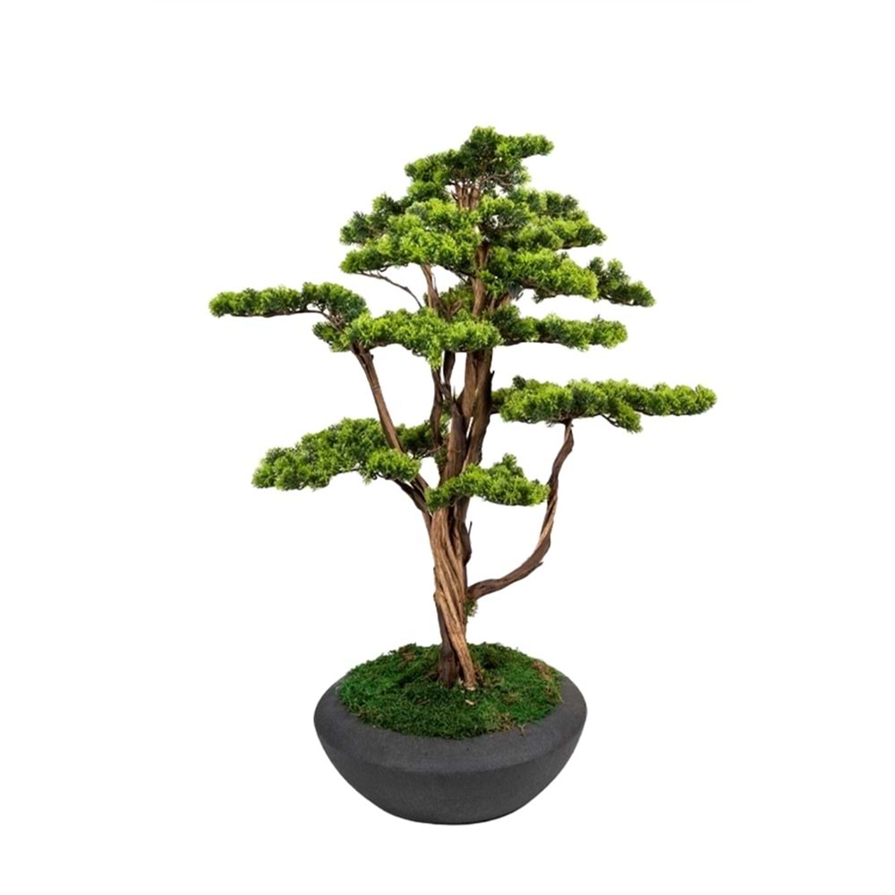 120 CM SAKSILI BONSAI AĞAÇ