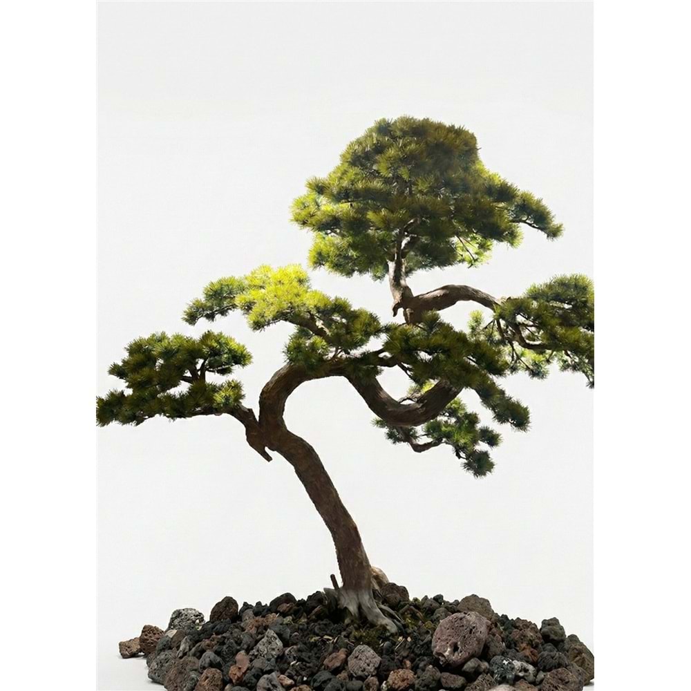 250 CM BONSAI
