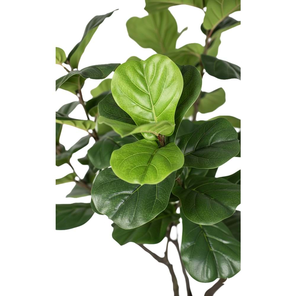 230 CM MANOLYA AĞACI