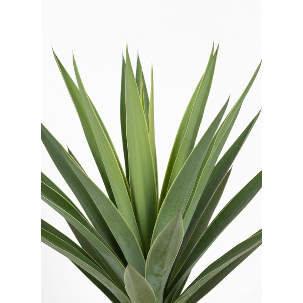 118 CM AGAVE