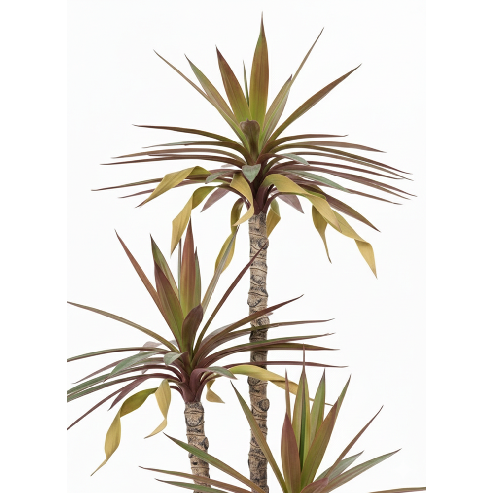 150 CM YUCCA