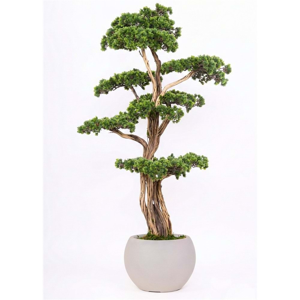 120 CM SAKSILI AĞAÇ BONSAI