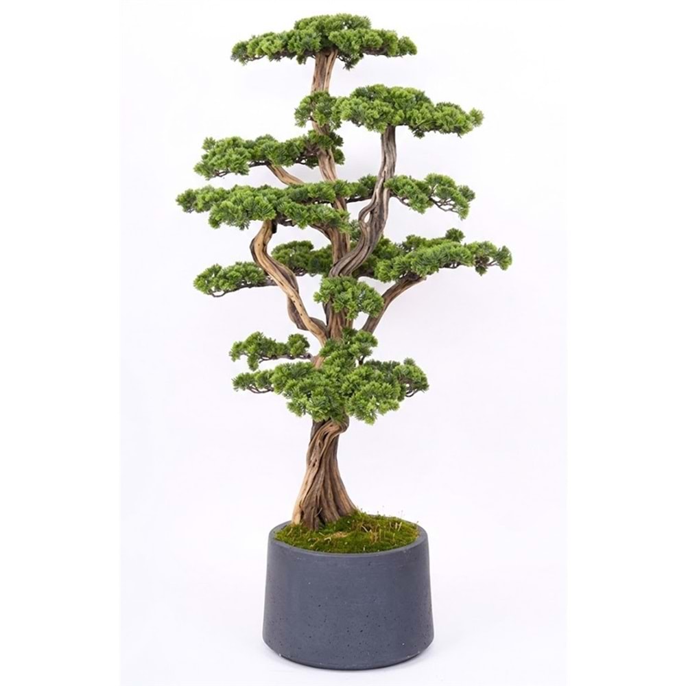 170 CM BONSAI