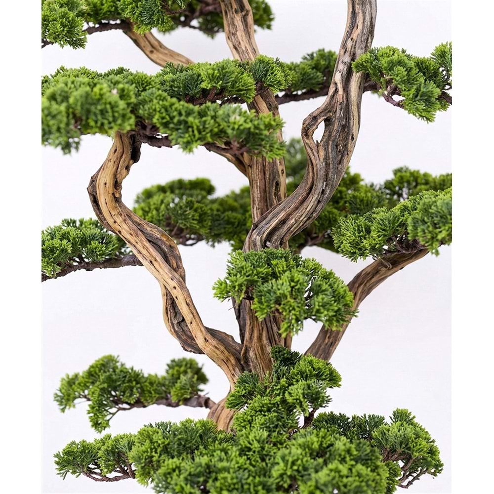 170 CM BONSAI