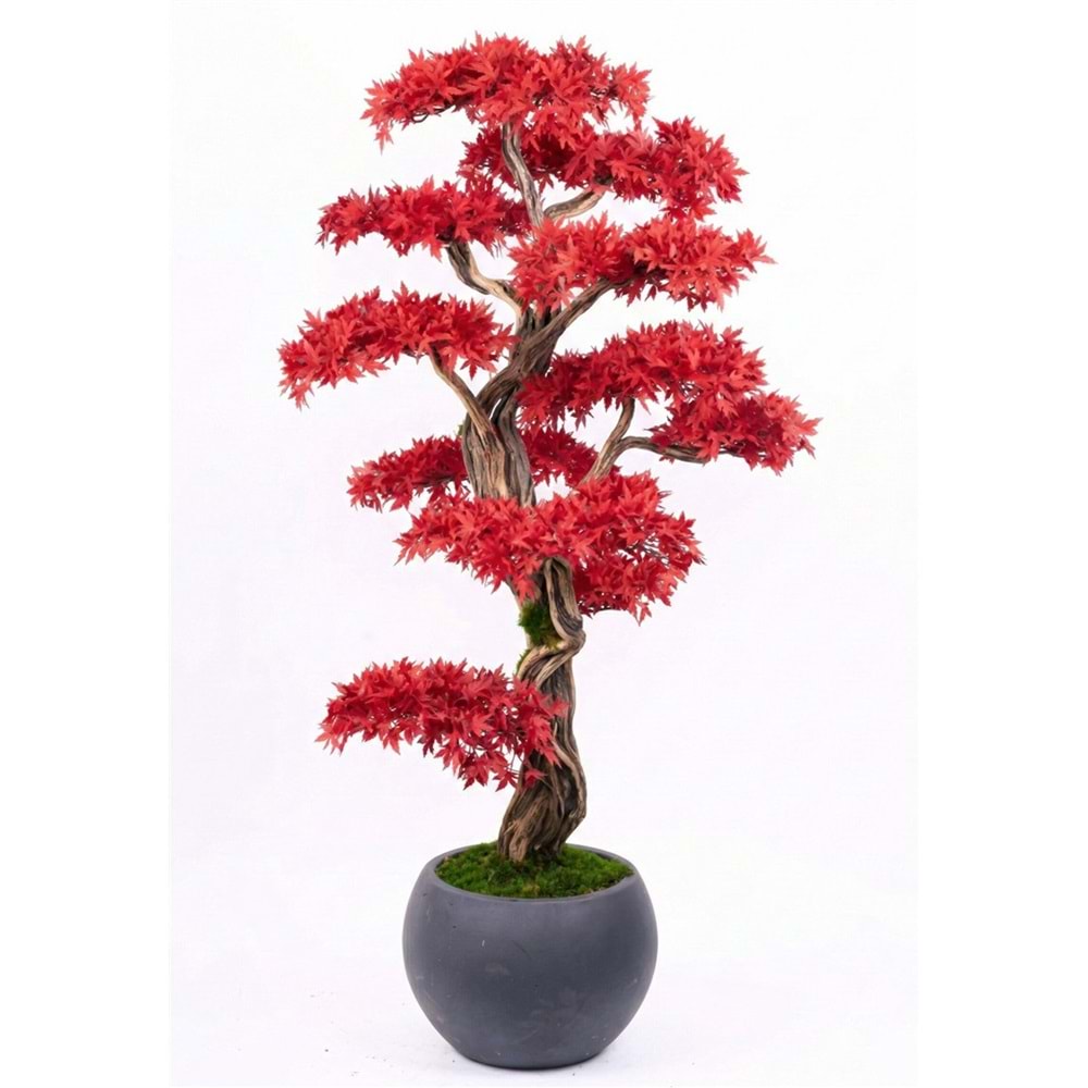 160 CM SAKSILI AĞAÇ BONSAI