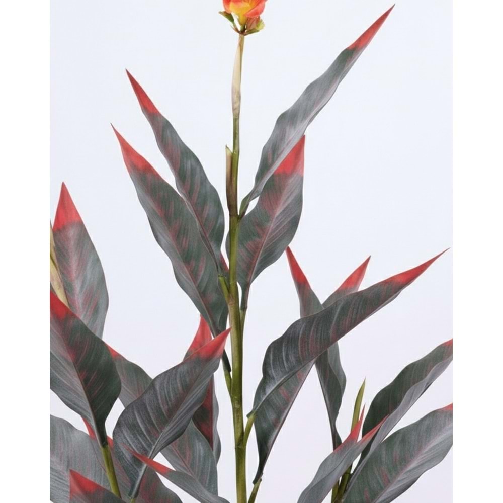 155 CM CANA BİTKİSİ TURUNCU