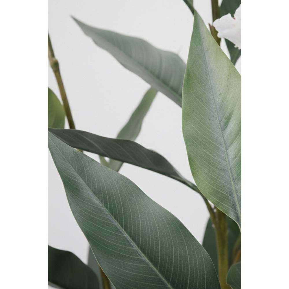 155 CM CANA BİTKİSİ BEYAZ