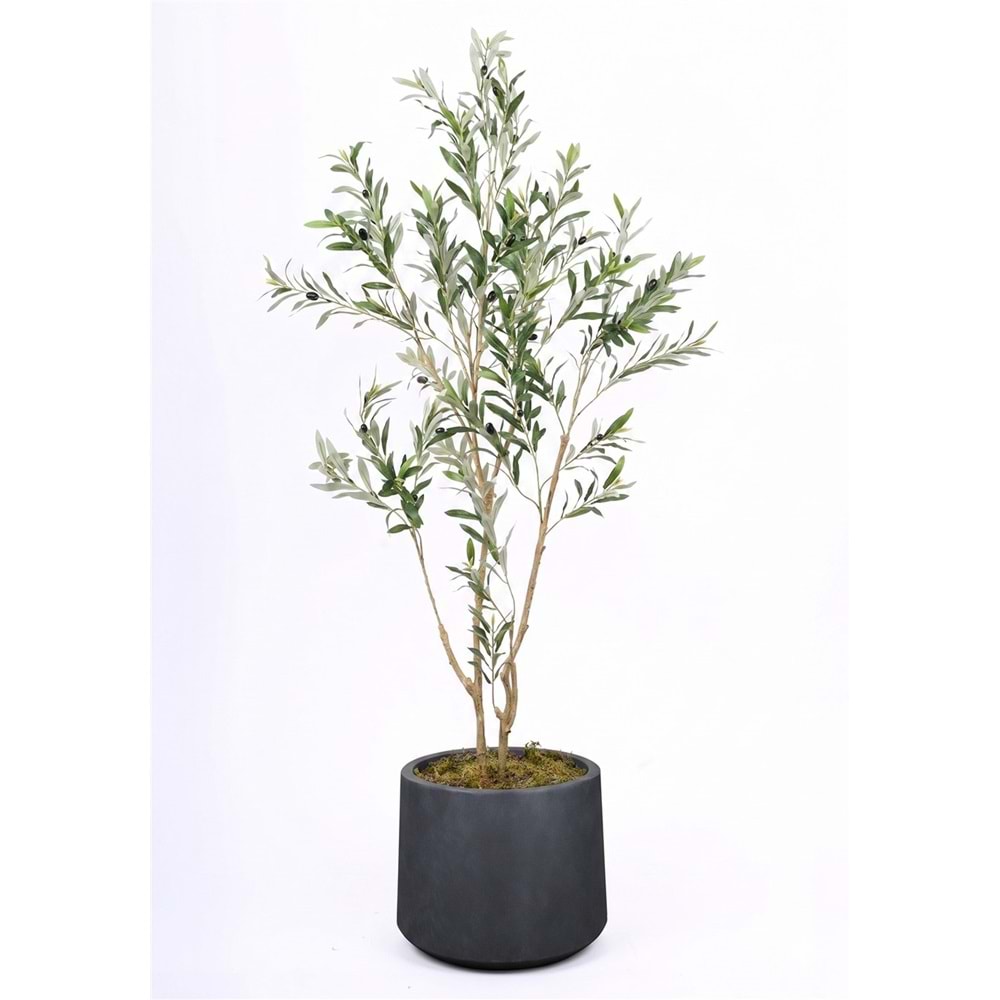 180 CM ZEYTİN AĞACI