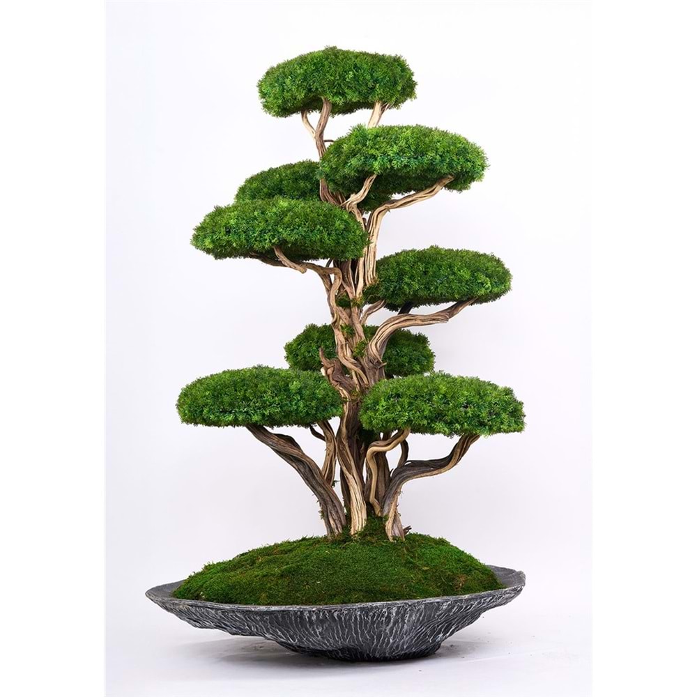190CM 8 KAFA BONSAI