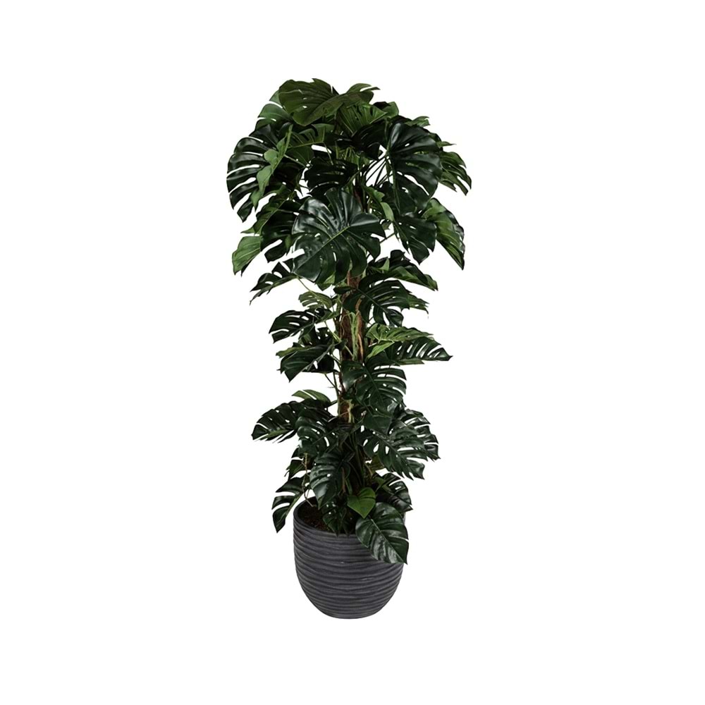 240CM MONSTERA
