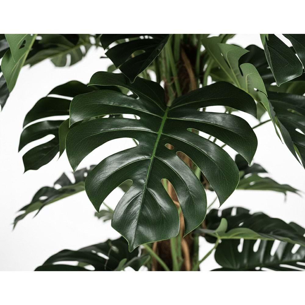 240CM MONSTERA