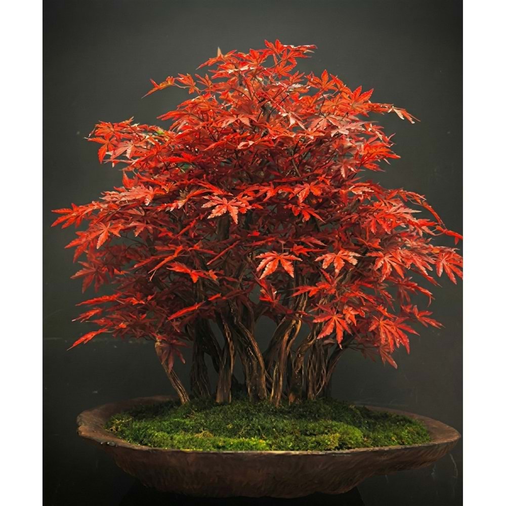 160 CM SAKSILI HAZAN AĞACI BONSAI