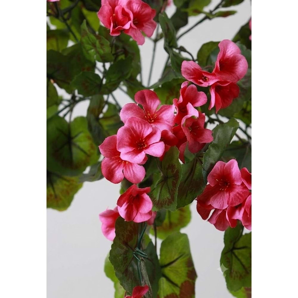 GERANIUM HANGING VINE PINK