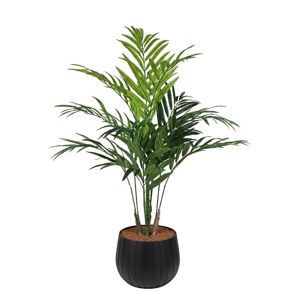 180 CM KENTIA PALM