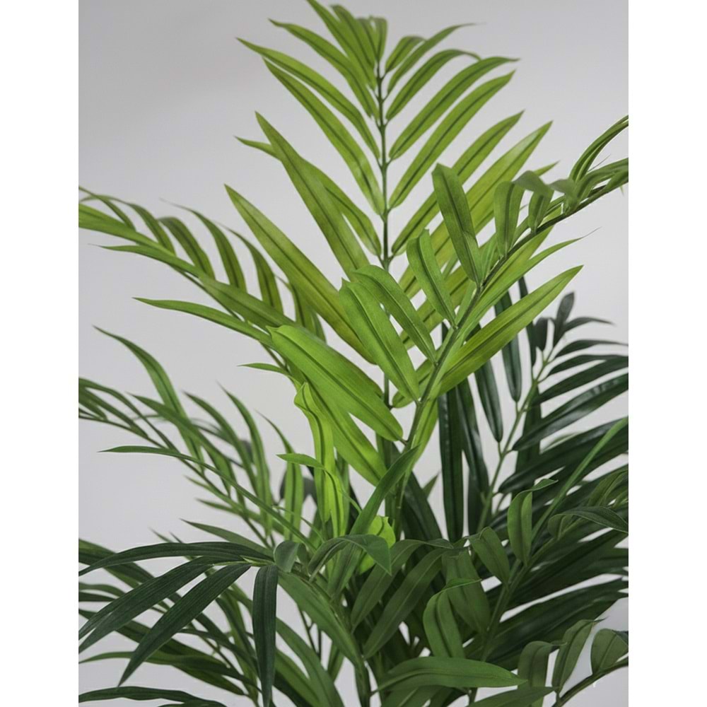 180 CM KENTIA PALM
