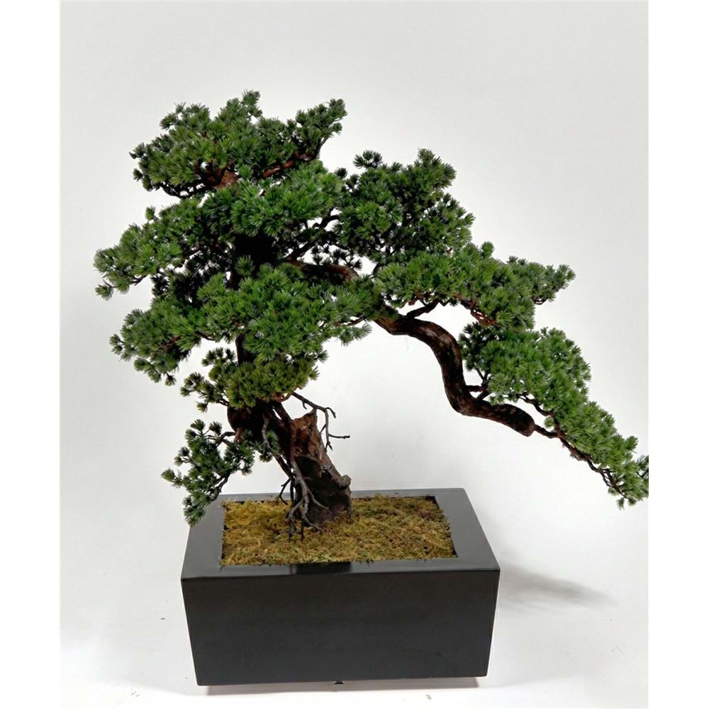 66 CM BONSAI PINE