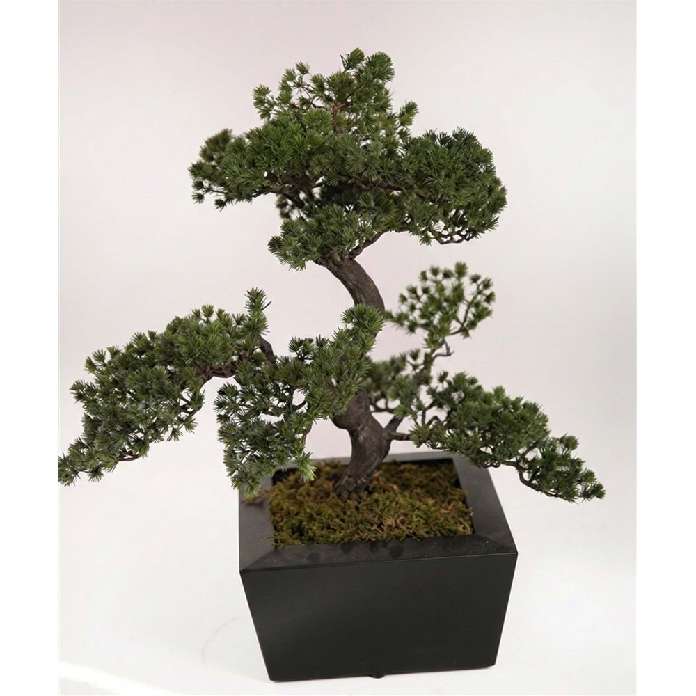 59 CM BONSAI PINE