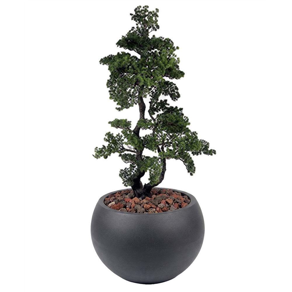 175 CM BONSAI PINE