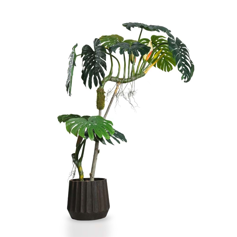 240 CM BÜYÜK DEVE TABANI